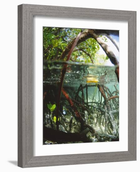 Mangrove Roots, Seychelles, Indian Ocean-Louise Murray-Framed Photographic Print