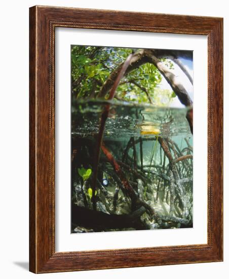 Mangrove Roots, Seychelles, Indian Ocean-Louise Murray-Framed Photographic Print