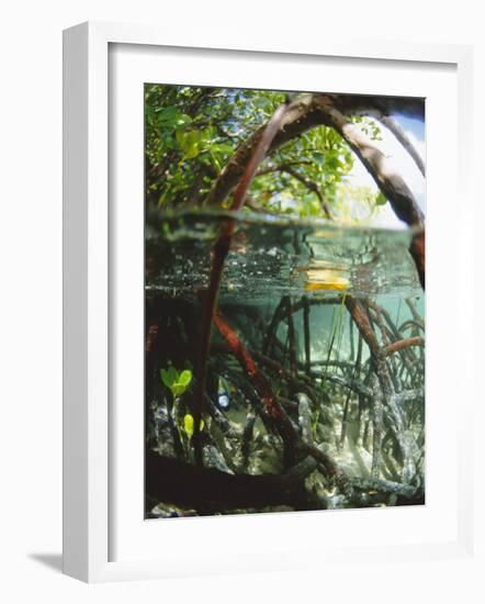 Mangrove Roots, Seychelles, Indian Ocean-Louise Murray-Framed Photographic Print