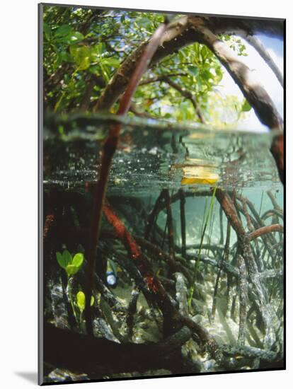 Mangrove Roots, Seychelles, Indian Ocean-Louise Murray-Mounted Photographic Print