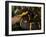 Mangrove Snake with Tongue Out-Joe McDonald-Framed Photographic Print