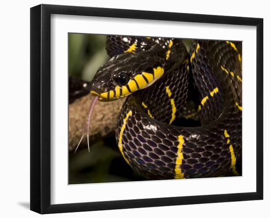 Mangrove Snake with Tongue Out-Joe McDonald-Framed Photographic Print