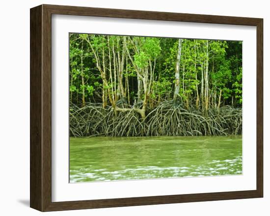 Mangrove Tour, Langkawi Island, Malaysia, Southeast Asia, Asia-Nico Tondini-Framed Photographic Print