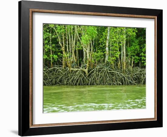 Mangrove Tour, Langkawi Island, Malaysia, Southeast Asia, Asia-Nico Tondini-Framed Photographic Print