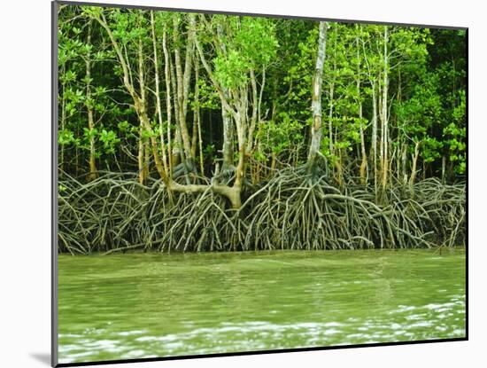 Mangrove Tour, Langkawi Island, Malaysia, Southeast Asia, Asia-Nico Tondini-Mounted Photographic Print