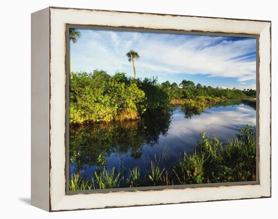 Mangrove Wetland Habitat, Merritt Island National Wildlife Refuge, Florida, USA-Adam Jones-Framed Premier Image Canvas