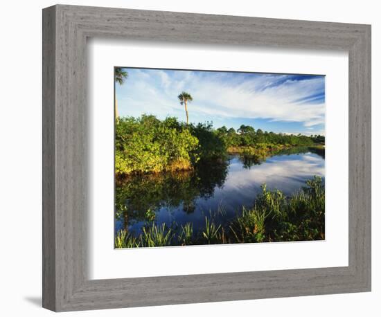 Mangrove Wetland Habitat, Merritt Island National Wildlife Refuge, Florida, USA-Adam Jones-Framed Photographic Print