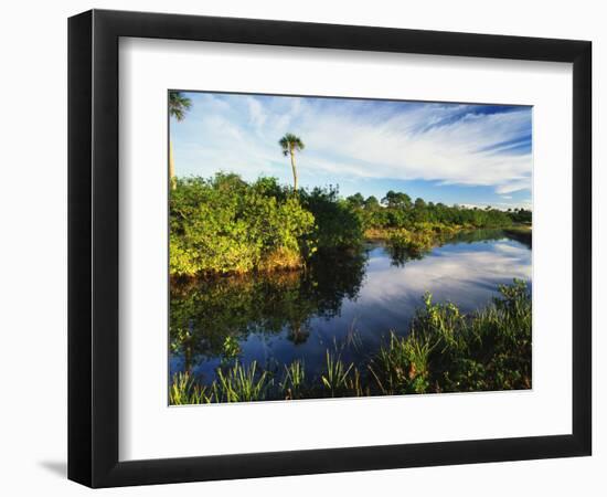 Mangrove Wetland Habitat, Merritt Island National Wildlife Refuge, Florida, USA-Adam Jones-Framed Photographic Print