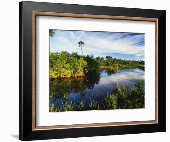 Mangrove Wetland Habitat, Merritt Island National Wildlife Refuge, Florida, USA-Adam Jones-Framed Photographic Print