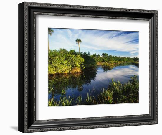 Mangrove Wetland Habitat, Merritt Island National Wildlife Refuge, Florida, USA-Adam Jones-Framed Photographic Print