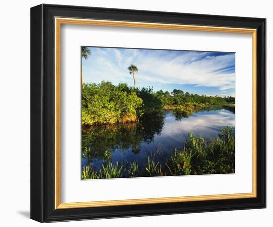 Mangrove Wetland Habitat, Merritt Island National Wildlife Refuge, Florida, USA-Adam Jones-Framed Photographic Print