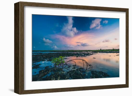 Mangroves At Sunset In Eleuthera, The Bahamas-Erik Kruthoff-Framed Photographic Print