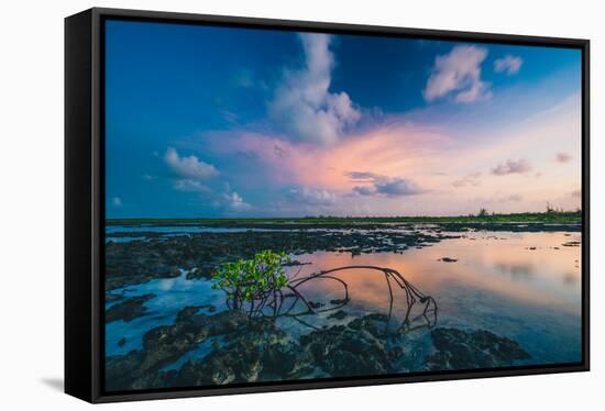 Mangroves At Sunset In Eleuthera, The Bahamas-Erik Kruthoff-Framed Stretched Canvas