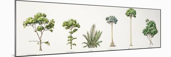 Mangroves - Avicennia, Nipa Palm Nypa Fruticans, Rhizophora, Bruguiera and Ceriops-null-Mounted Giclee Print