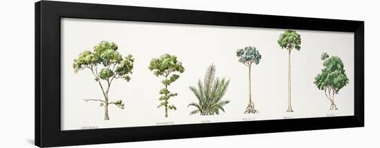 Mangroves - Avicennia, Nipa Palm Nypa Fruticans, Rhizophora, Bruguiera and Ceriops-null-Framed Giclee Print