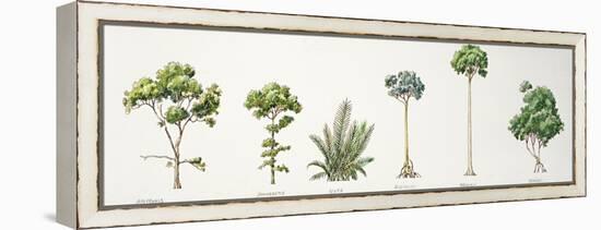 Mangroves - Avicennia, Nipa Palm Nypa Fruticans, Rhizophora, Bruguiera and Ceriops-null-Framed Premier Image Canvas