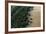 Mangroves. Georgetown Area, Guyana-Pete Oxford-Framed Photographic Print