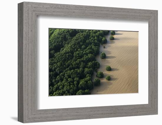Mangroves. Georgetown Area, Guyana-Pete Oxford-Framed Photographic Print