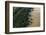 Mangroves. Georgetown Area, Guyana-Pete Oxford-Framed Photographic Print