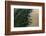 Mangroves. Georgetown Area, Guyana-Pete Oxford-Framed Photographic Print