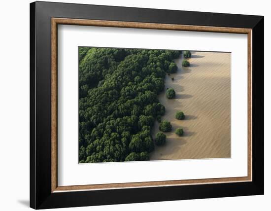 Mangroves. Georgetown Area, Guyana-Pete Oxford-Framed Photographic Print