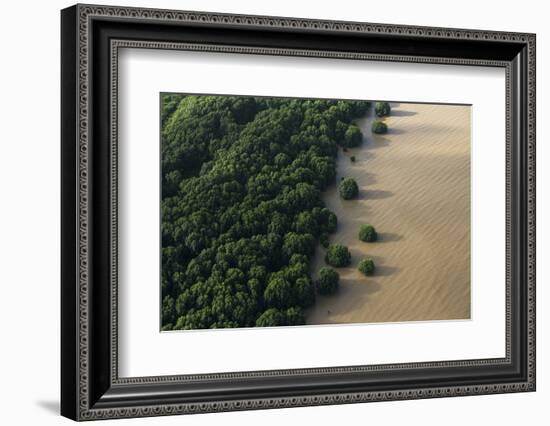 Mangroves. Georgetown Area, Guyana-Pete Oxford-Framed Photographic Print