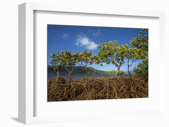 Mangroves on Tupeti Island, Forgotten Coast, New Caledonia-Duncan Murrell-Framed Photographic Print