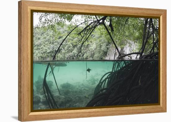 Mangroves Trees above and Underwater-Reinhard Dirscherl-Framed Premier Image Canvas