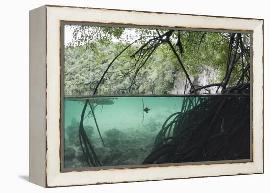 Mangroves Trees above and Underwater-Reinhard Dirscherl-Framed Premier Image Canvas