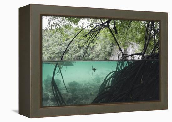 Mangroves Trees above and Underwater-Reinhard Dirscherl-Framed Premier Image Canvas