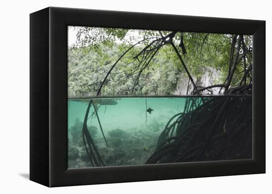 Mangroves Trees above and Underwater-Reinhard Dirscherl-Framed Premier Image Canvas