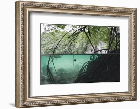 Mangroves Trees above and Underwater-Reinhard Dirscherl-Framed Photographic Print