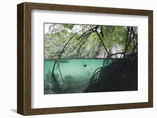 Mangroves Trees above and Underwater-Reinhard Dirscherl-Framed Photographic Print