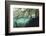 Mangroves Trees above and Underwater-Reinhard Dirscherl-Framed Photographic Print