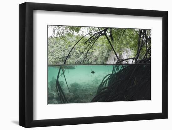 Mangroves Trees above and Underwater-Reinhard Dirscherl-Framed Photographic Print