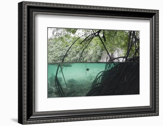 Mangroves Trees above and Underwater-Reinhard Dirscherl-Framed Photographic Print