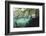 Mangroves Trees above and Underwater-Reinhard Dirscherl-Framed Photographic Print