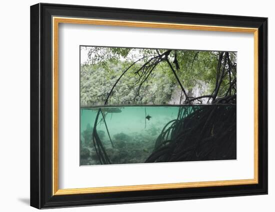 Mangroves Trees above and Underwater-Reinhard Dirscherl-Framed Photographic Print