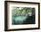 Mangroves Trees above and Underwater-Reinhard Dirscherl-Framed Photographic Print