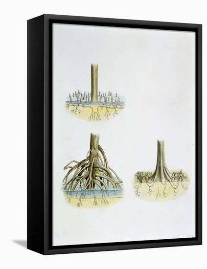 Mangroves with Roots Pneumatophores Sonneratia, Brugulera and Rhizophora-null-Framed Premier Image Canvas