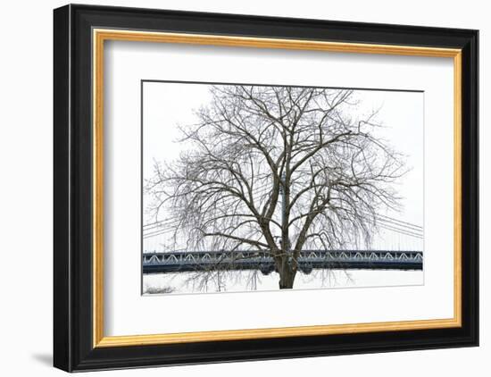 Manhattan Bridge Span with Tree-Erin Clark-Framed Art Print