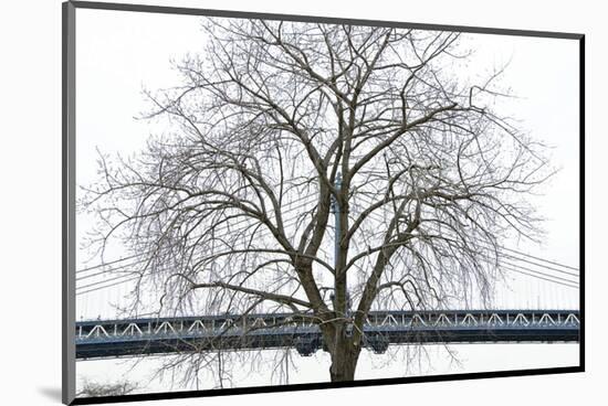 Manhattan Bridge Span with Tree-Erin Clark-Mounted Art Print
