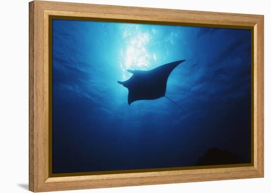 Mania Ray, Manta Alfredi, Island of Yap, Micronesia-Stuart Westmorland-Framed Premier Image Canvas