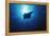 Mania Ray, Manta Alfredi, Island of Yap, Micronesia-Stuart Westmorland-Framed Premier Image Canvas