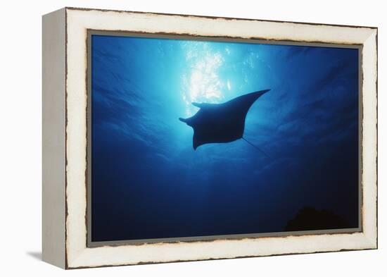 Mania Ray, Manta Alfredi, Island of Yap, Micronesia-Stuart Westmorland-Framed Premier Image Canvas