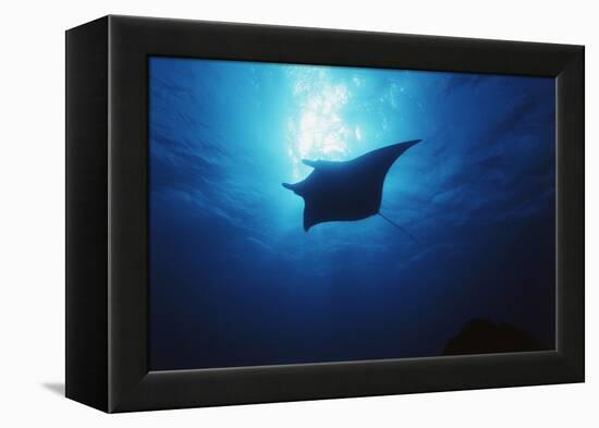 Mania Ray, Manta Alfredi, Island of Yap, Micronesia-Stuart Westmorland-Framed Premier Image Canvas