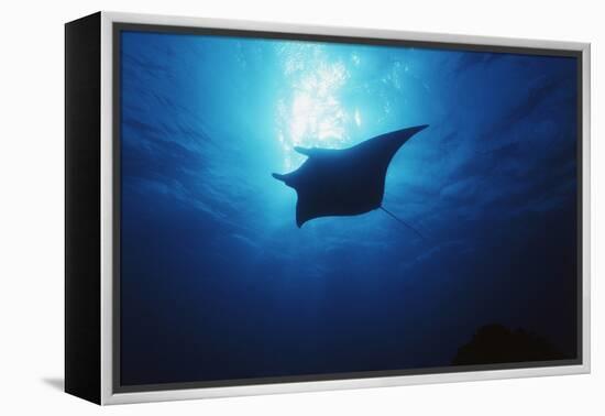 Mania Ray, Manta Alfredi, Island of Yap, Micronesia-Stuart Westmorland-Framed Premier Image Canvas