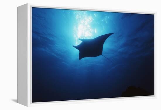 Mania Ray, Manta Alfredi, Island of Yap, Micronesia-Stuart Westmorland-Framed Premier Image Canvas