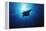 Mania Ray, Manta Alfredi, Island of Yap, Micronesia-Stuart Westmorland-Framed Premier Image Canvas