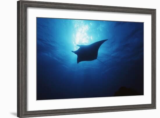 Mania Ray, Manta Alfredi, Island of Yap, Micronesia-Stuart Westmorland-Framed Photographic Print